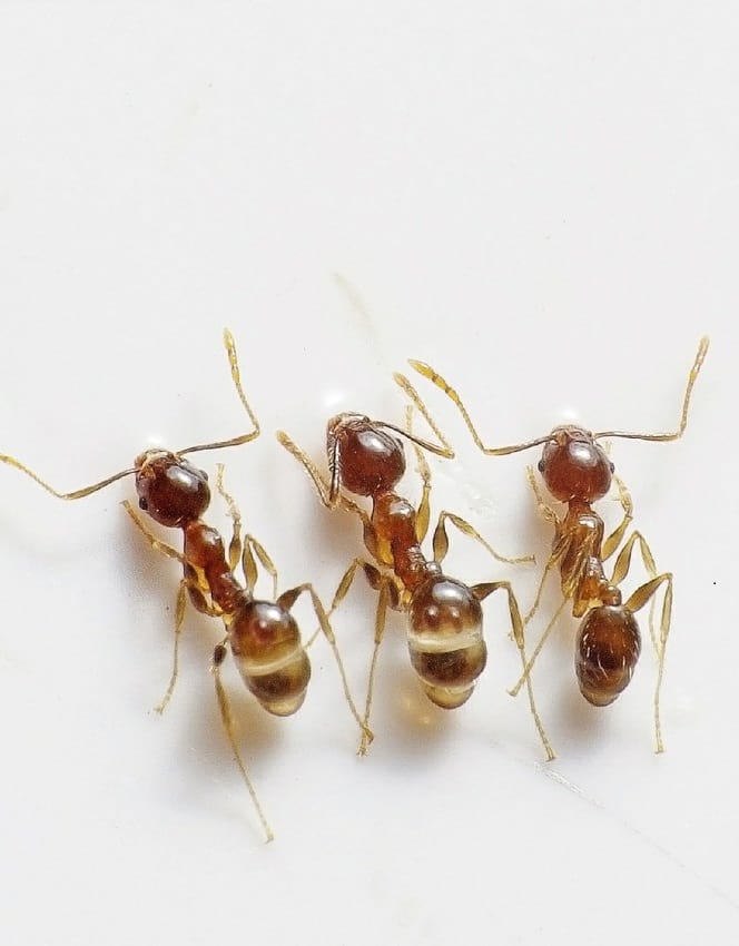 invasion fourmis appartement Mantes-la-Ville