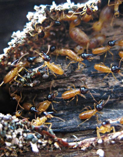 traitement anti termite fondation Savigny-le-Temple